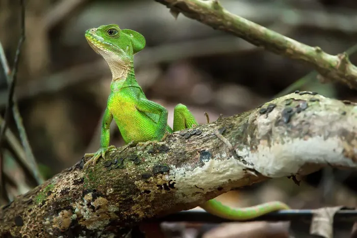 Framed Print : Common Basilisk (Basiliscus basiliscus) (also known as Jesus Chris Lizard) in forest understorey Framed Print : Common Basilisk (Basiliscus basiliscus) (also known as Jesus Chris Lizard) in forest understorey