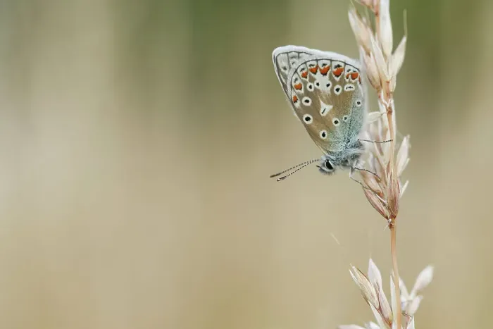 Framed Print : Common Blue Butterfly, Polyommatus icarus Framed Print : Common Blue Butterfly, Polyommatus icarus
