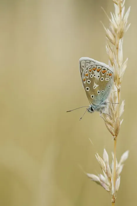 Framed Print : Common Blue Butterfly (Polyommatus Icarus) Male on Grass stalk