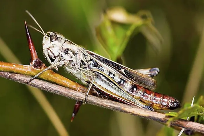 Framed Print : Common field grasshopper (Chorthippus brunneus) Framed Print : Common field grasshopper (Chorthippus brunneus)