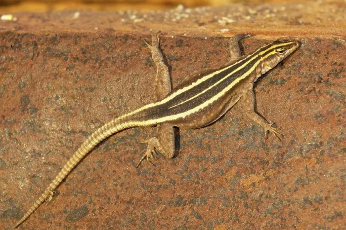 Framed Print : Common Flat Lizard (Platysaurus intermedius) female. Tuli Lodge. Northern Tuli Game Reserve. Botswana Framed Print : Common Flat Lizard (Platysaurus intermedius) female. Tuli Lodge. Northern Tuli Game Reserve. Botswana
