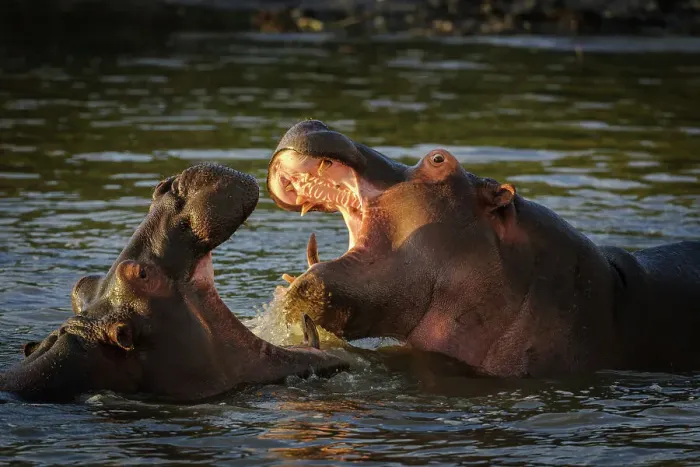 Framed Print : Common hippopotamus or hippo (Hippopotamus amphibius) fighting