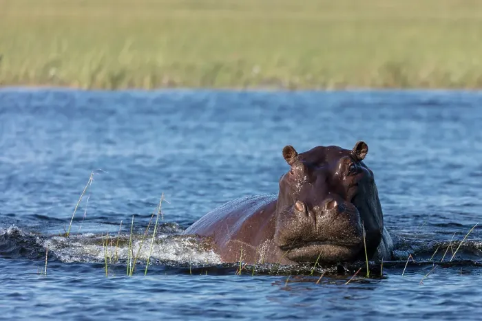 Framed Print : Common hippopotamus or hippo (Hippopotamus amphibius) showing aggression Framed Print : Common hippopotamus or hippo (Hippopotamus amphibius) showing aggression