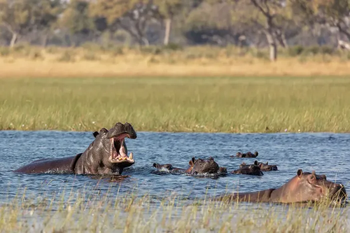 Framed Print : Common hippopotamus or hippo (Hippopotamus amphibius) showing aggression
