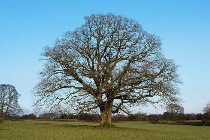 Framed Print : Common Oak (Quercus robur) habit, mature tree in parkland, Chipping, Lancashire, England, winter Framed Print : Common Oak (Quercus robur) habit, mature tree in parkland, Chipping, Lancashire, England, winter