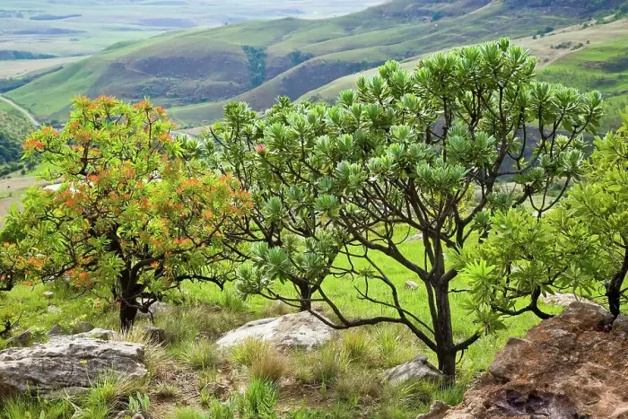 Framed Print : Common Protea or Sugarbush (Protea caffra) (left) and the Silver Protea or Sugarbush (Protea roupelliae) (right) Framed Print : Common Protea or Sugarbush (Protea caffra) (left) and the Silver Protea or Sugarbush (Protea roupelliae) (right)