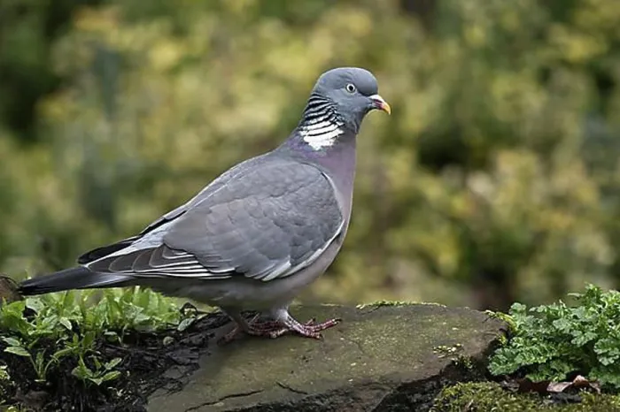 Framed Print : Common wood pigeon (Columba palumbus), Emsland, Lower Saxony, Germany, Europe