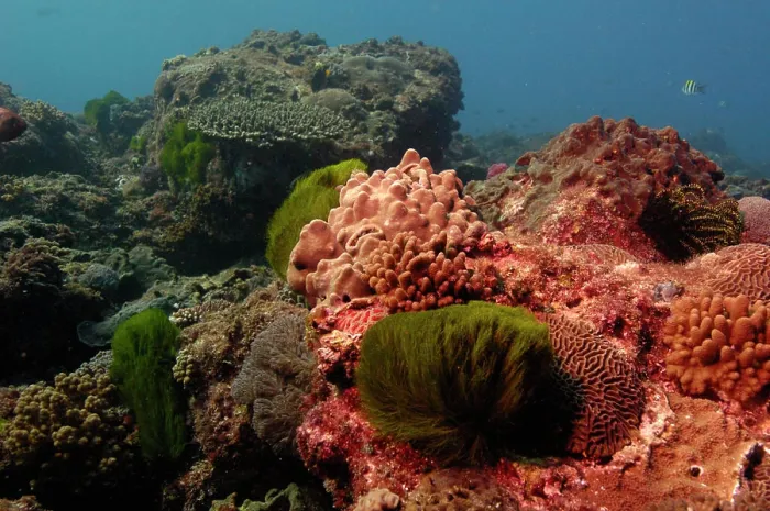 Framed Print : Coral reef. Mixed soft corals and hard corals off of North Stradbroke Island. Queensland. Australia