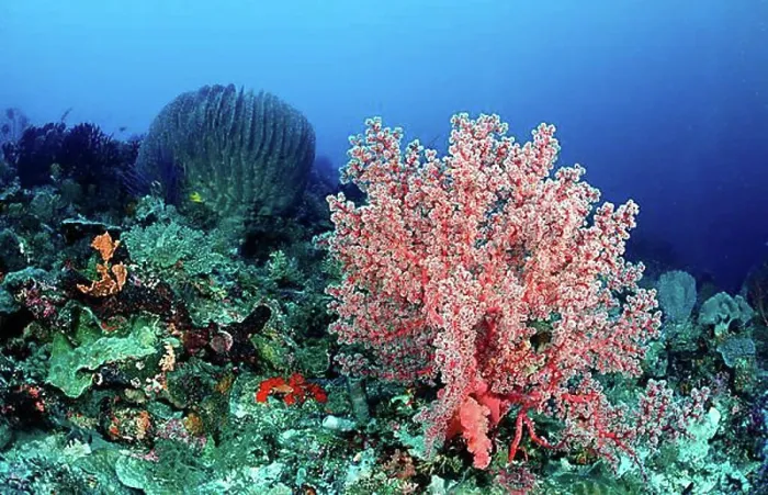 Framed Print : Coral reef with Soft Coral (Alcyonaria sp.), Komodo National Park, Indian Ocean, Indonesia, Asia