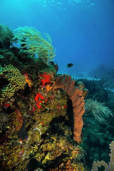 Framed Print : Coral reef in St. Croix, U.S. Virgin Islands Framed Print : Coral reef in St. Croix, U.S. Virgin Islands