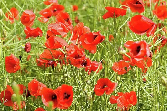 Framed Print : Corn poppy Framed Print : Corn poppy
