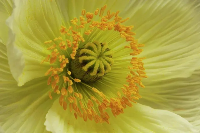 Framed Print : Corn poppy flower, close-up Framed Print : Corn poppy flower, close-up