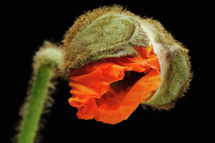 Framed Print : Corn poppy flower, close-up