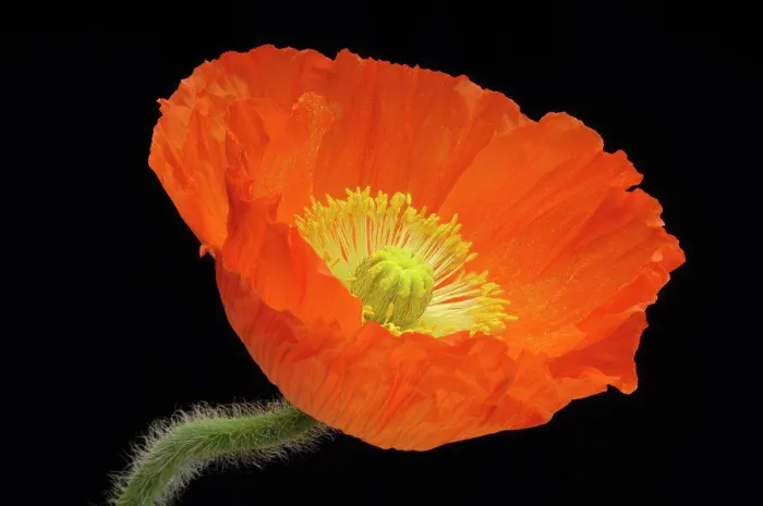 Framed Print : Corn poppy flower, close-up Framed Print : Corn poppy flower, close-up