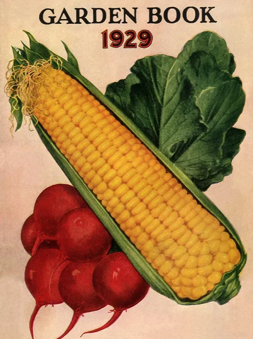 Framed Print : Corn and Radishes Framed Print : Corn and Radishes