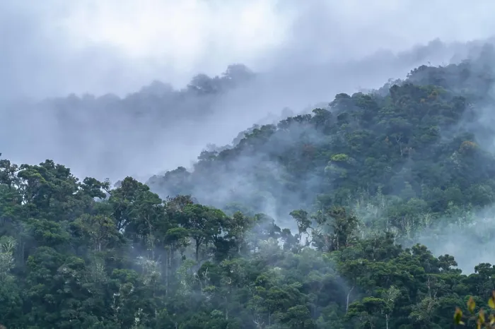 Framed Print : Costa Rica, Cordillera de Talamanca. Fog on tropical jungle Framed Print : Costa Rica, Cordillera de Talamanca. Fog on tropical jungle