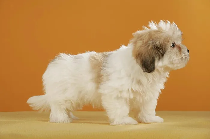 Framed Print : Coton de Tulear puppy