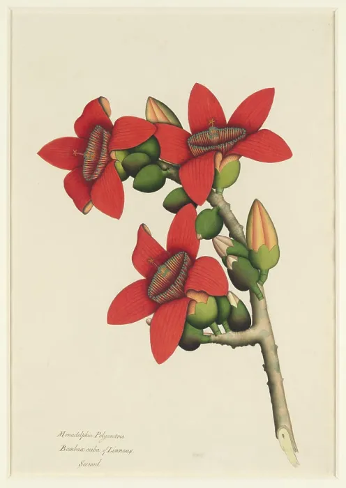 Framed Print : Cotton Tree Flowers ca. 1800-1805 This vividly colored drawing Framed Print : Cotton Tree Flowers ca. 1800-1805 This vividly colored drawing