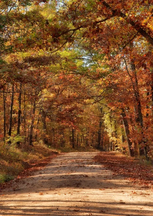 Framed Print : country road through autumn trees country rural road through the forest in autumn or fall Copyright: xZoonar