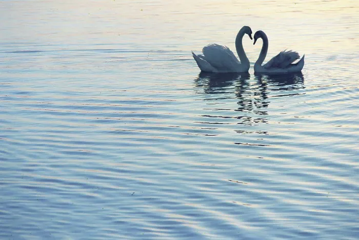 Framed Print : Couple of Mute Swan courtship behaviour Switzerland Framed Print : Couple of Mute Swan courtship behaviour Switzerland