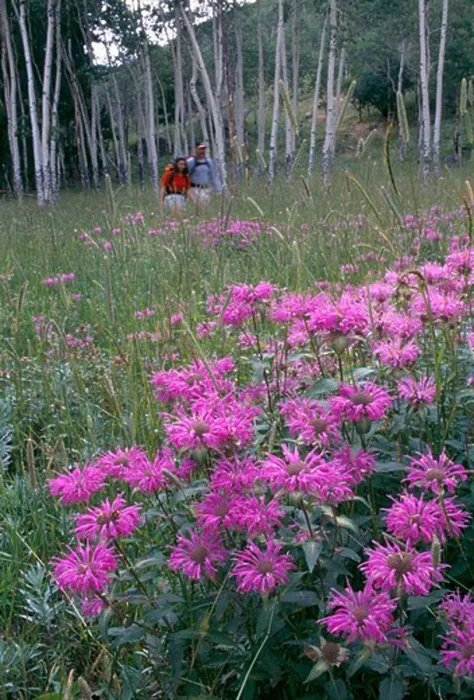 Framed Print : Couple walking through wildflower meadow in Rocky Mtns, CO