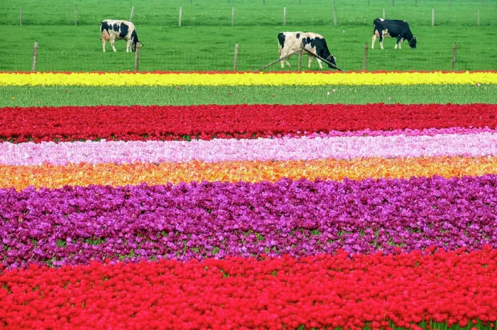 Framed Print : Cows near colorful tulip fields near village of Ursem, Netherlands