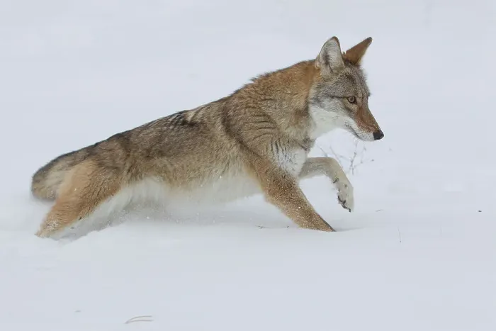 Framed Print : Coyote, Canis latrans, in deep snow Framed Print : Coyote, Canis latrans, in deep snow