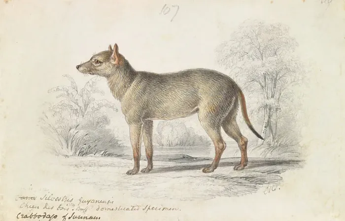 Framed Print : Crabodage Surinam Aguara Dog Charles Hamilton Smith Framed Print : Crabodage Surinam Aguara Dog Charles Hamilton Smith