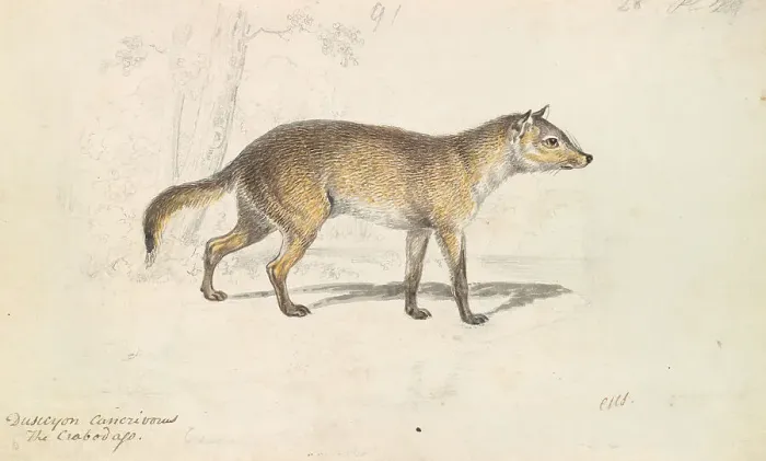 Framed Print : Crabodago Aguara Fox Charles Hamilton Smith 1776-1859 Framed Print : Crabodago Aguara Fox Charles Hamilton Smith 1776-1859