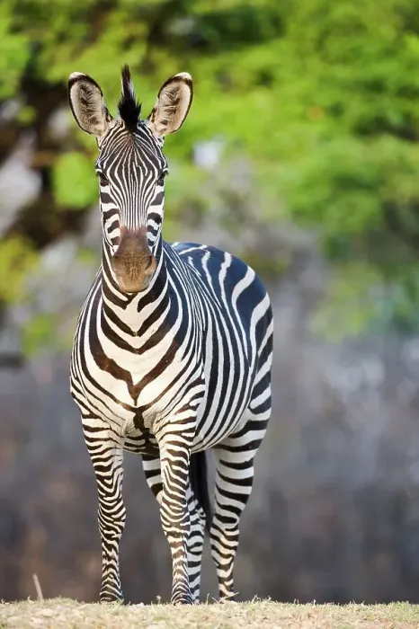 Framed Print : Crawshay's zebra (Equus quagga crawshayi) on the banks of the Luangwa River Framed Print : Crawshay's zebra (Equus quagga crawshayi) on the banks of the Luangwa River