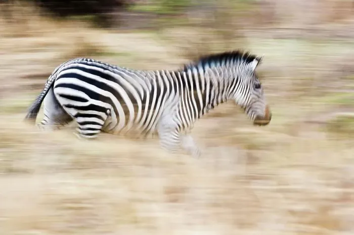 Framed Print : Crawshay's zebra (Equus quagga crawshayi) at the riverbank