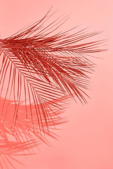 Framed Print : Creative pattern from palm leaf with shadows on a on a color of the year 2019 Living Coral background