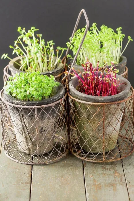 Framed Print : Cress, Beet, Raddish and Rocket Microgreens Framed Print : Cress, Beet, Raddish and Rocket Microgreens