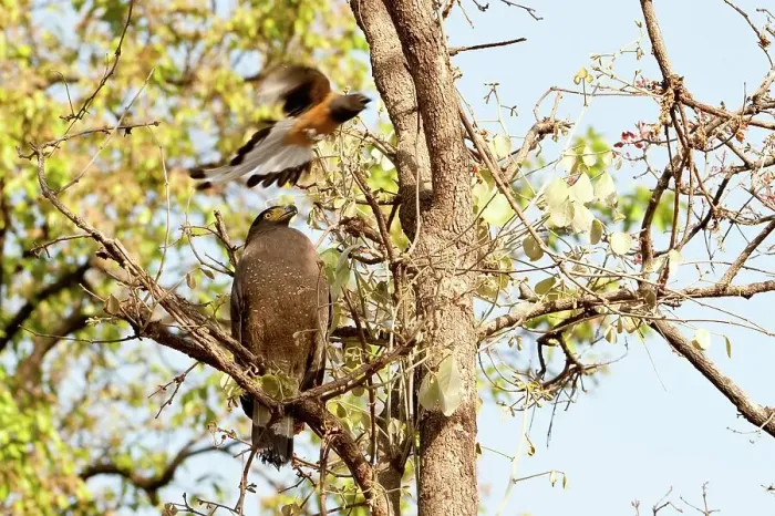 Framed Print : Crested Serpent Eagle (Spilornis cheela) being mobbed by Rufous Treepie (Dendrocitta vagabunda) Framed Print : Crested Serpent Eagle (Spilornis cheela) being mobbed by Rufous Treepie (Dendrocitta vagabunda)