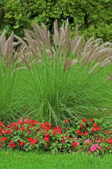 Framed Print : Crimson fountaingrass in a garden Framed Print : Crimson fountaingrass in a garden