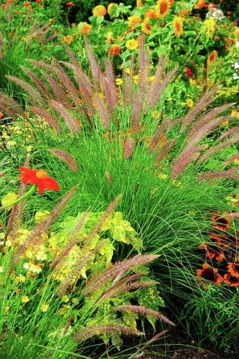 Framed Print : Crimson fountaingrass in a garden Framed Print : Crimson fountaingrass in a garden