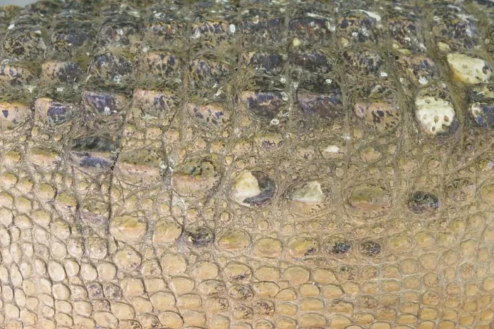 Framed Print : Crocodile skin texture. Shot in South Africa