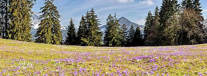 Framed Print : Crocuses (Crocus) blossom, Crocuses, Daffnerwaldalm, Bavaria, Germany, Europe Framed Print : Crocuses (Crocus) blossom, Crocuses, Daffnerwaldalm, Bavaria, Germany, Europe