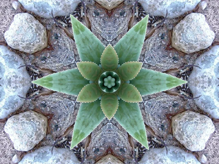 Framed Print : A crystal abstract made by applying fractal mirroring to a photo of an Aloe Vera plant Framed Print : A crystal abstract made by applying fractal mirroring to a photo of an Aloe Vera plant