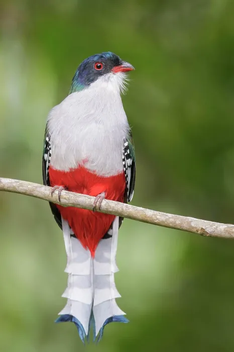 Framed Print : Cuban Trogon (Priotelus temnurus) perched on a branch in Cuba Framed Print : Cuban Trogon (Priotelus temnurus) perched on a branch in Cuba