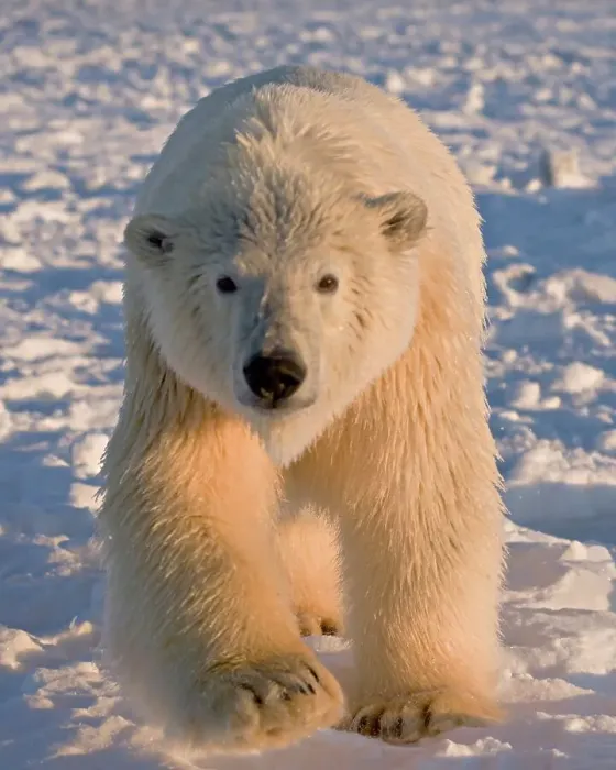 Framed Print : Curious Polar Bear Approaching on Newly Formed Pack Ice Framed Print : Curious Polar Bear Approaching on Newly Formed Pack Ice