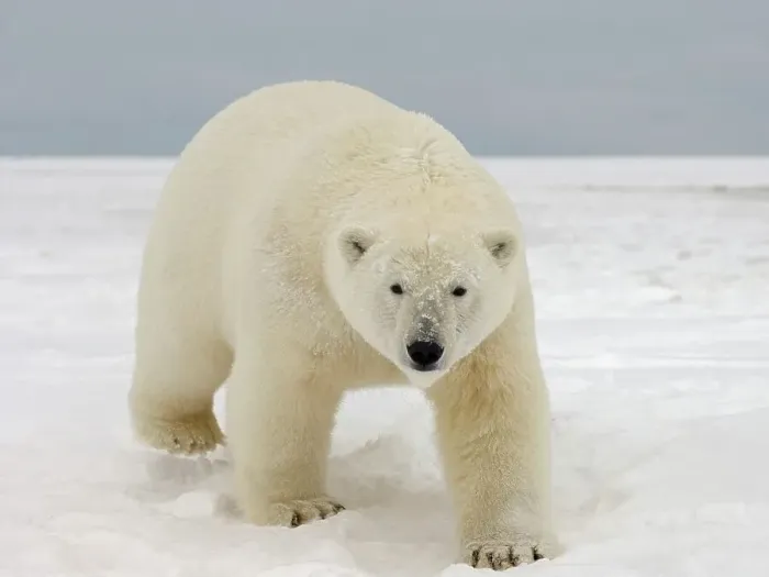 Framed Print : Curious Polar Bear Approaching on Newly Formed Pack Ice Framed Print : Curious Polar Bear Approaching on Newly Formed Pack Ice