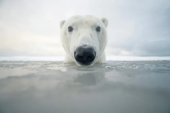 Framed Print : Curious Polar bear cub (Ursus maritimus) in freezing water