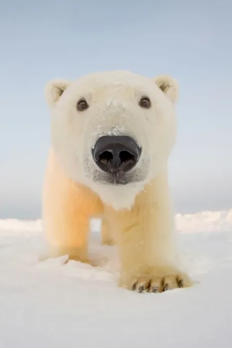 Framed Print : Curious Polar bear cub (Ursus maritimus) on newly formed pack ice