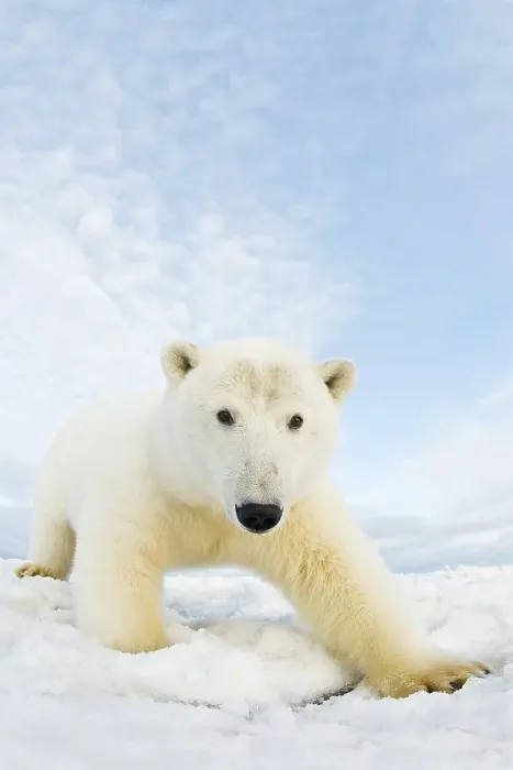 Framed Print : Curious Polar bear cub (Ursus maritimus) on newly formed pack ice Framed Print : Curious Polar bear cub (Ursus maritimus) on newly formed pack ice