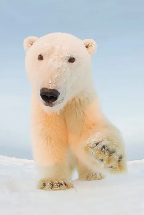 Framed Print : Curious Polar bear cub (Ursus maritimus) on newly formed pack ice Framed Print : Curious Polar bear cub (Ursus maritimus) on newly formed pack ice