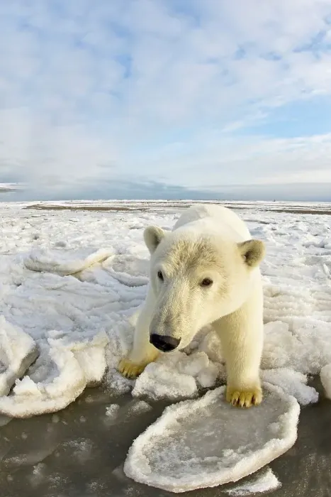 Framed Print : Curious Polar bear cub (Ursus maritimus) on newly formed pack ice Framed Print : Curious Polar bear cub (Ursus maritimus) on newly formed pack ice