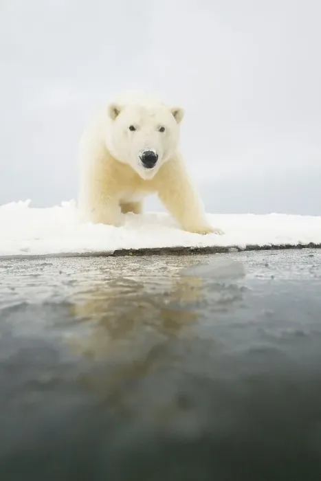 Framed Print : Curious Polar bear cub (Ursus maritimus) on newly formed pack ice Framed Print : Curious Polar bear cub (Ursus maritimus) on newly formed pack ice
