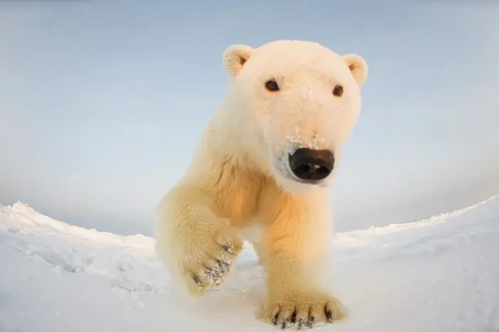 Framed Print : Curious Polar bear cub (Ursus maritimus) on newly formed pack ice Framed Print : Curious Polar bear cub (Ursus maritimus) on newly formed pack ice