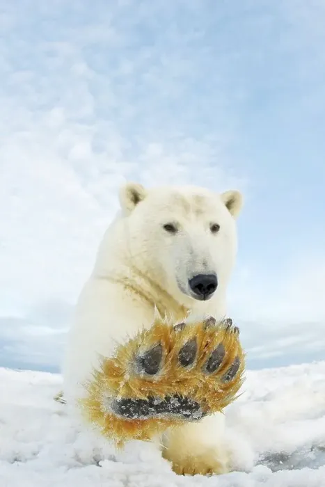 Framed Print : Curious Polar bear cub (Ursus maritimus) on newly formed pack ice